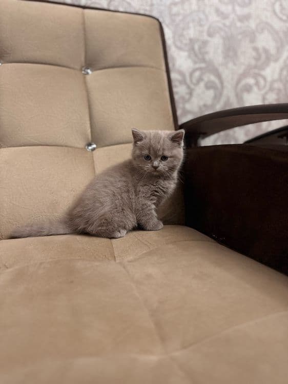 Девочка скоттиш-страйт, красивый голубой окрас — 3