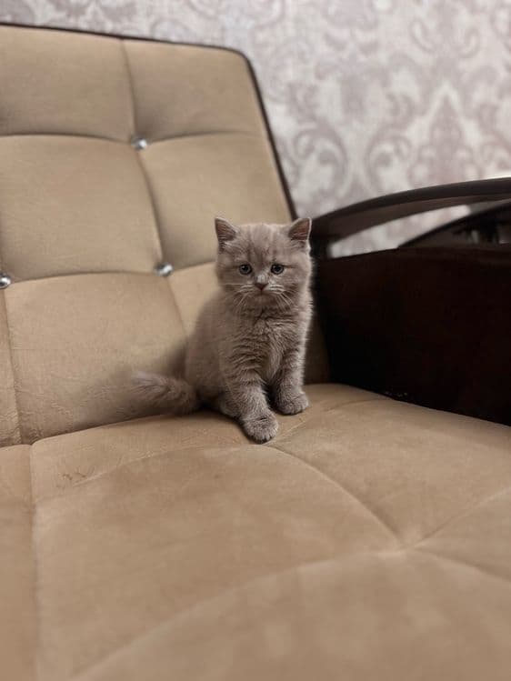 Девочка скоттиш-страйт, красивый голубой окрас — 4