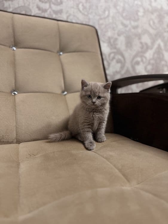 Девочка скоттиш-страйт, красивый голубой окрас — 5