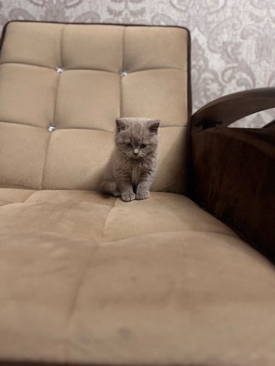 Девочка скоттиш-страйт, красивый голубой окрас — 6