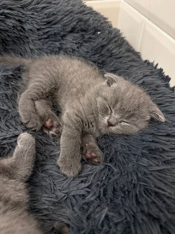 Котята страйт и фолд — 2