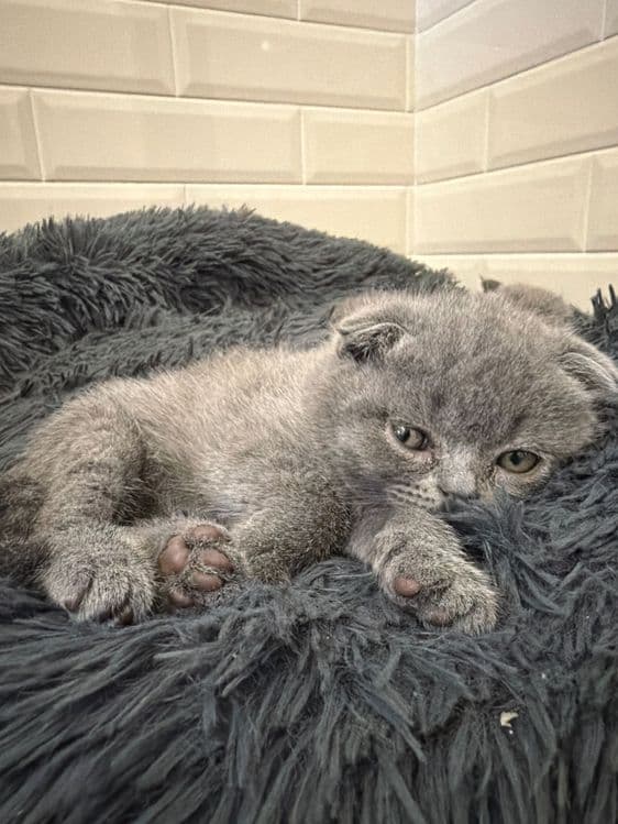 Котята страйт и фолд — 4