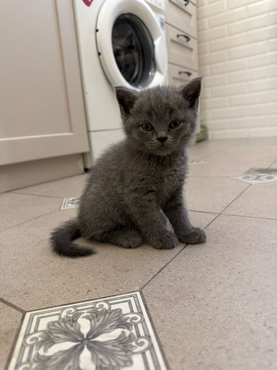 Котята страйт и фолд — 6