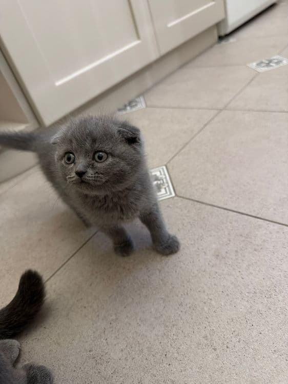 Котята страйт и фолд — 7