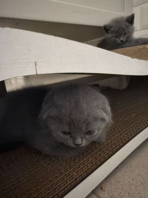 Котята страйт и фолд — 8