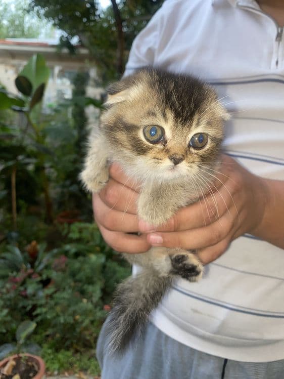 Скотиш фолд тоза порода срочно сотилад Онаси 2 та боласи билан — 5