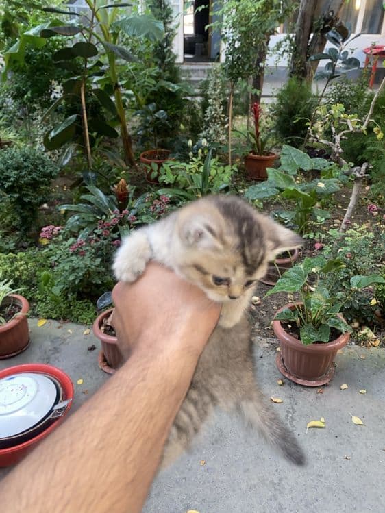 Скотиш фолд тоза порода срочно сотилад Онаси 2 та боласи билан — 6