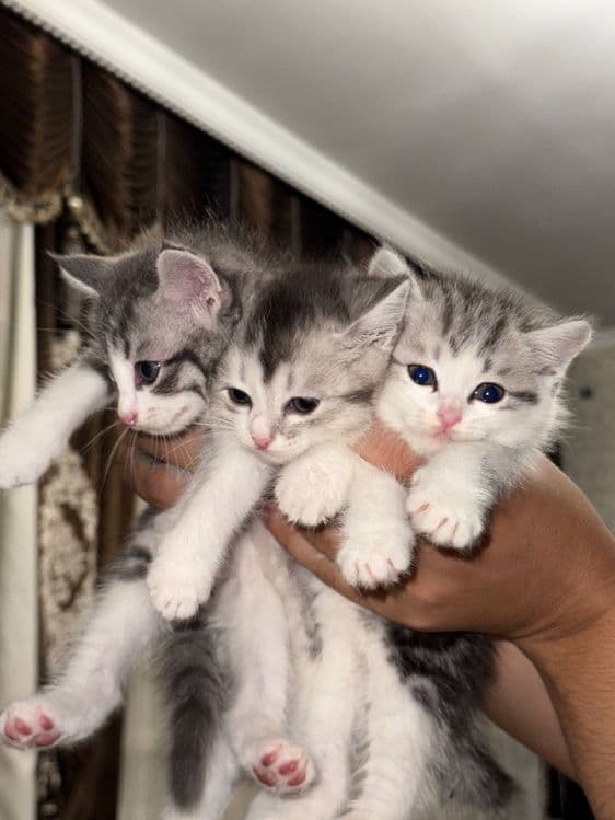котята шиншилы и скотиш фолд в добрые любящие руки — 1