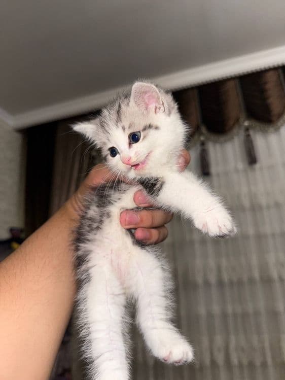 котята шиншилы и скотиш фолд в добрые любящие руки — 2