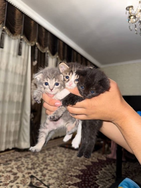 котята шиншилы и скотиш фолд в добрые любящие руки — 3