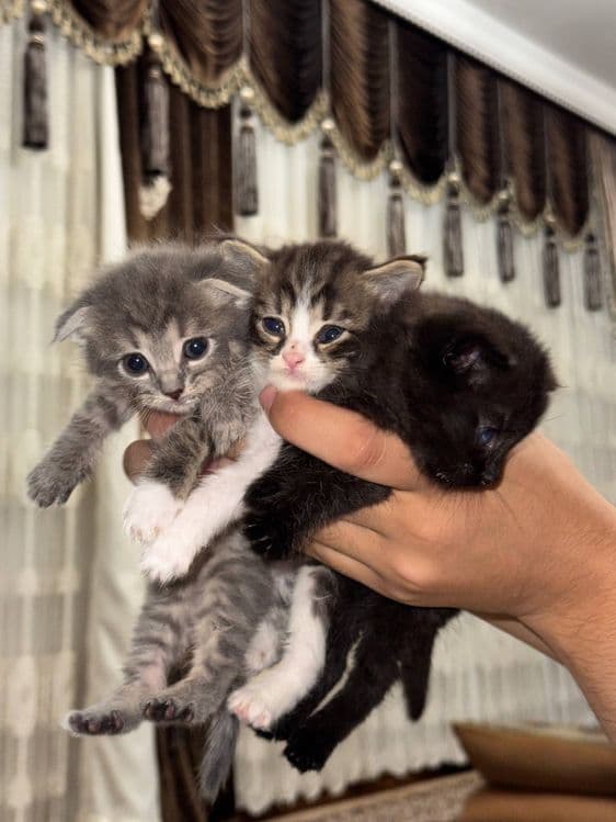 котята шиншилы и скотиш фолд в добрые любящие руки — 4