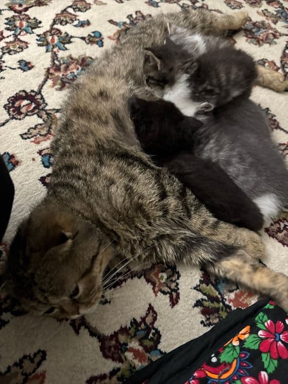 котята шиншилы и скотиш фолд в добрые любящие руки — 5
