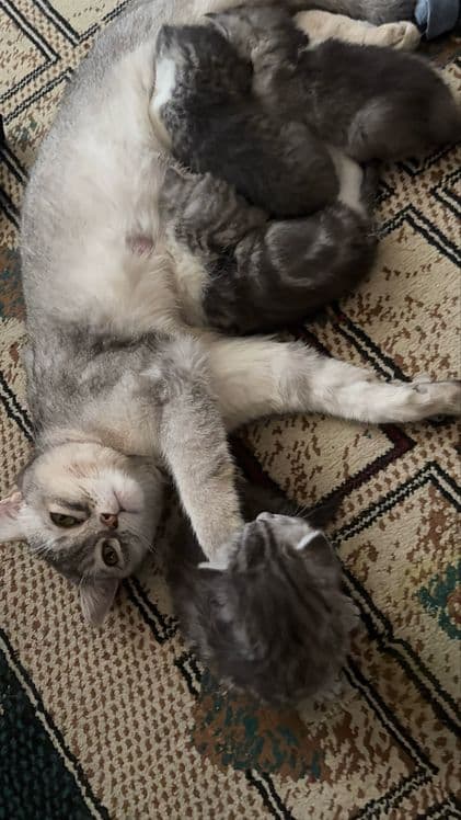 котята шиншилы и скотиш фолд в добрые любящие руки — 6