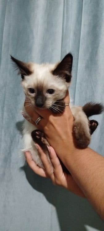 Сиамский котенок  500.000 — 1