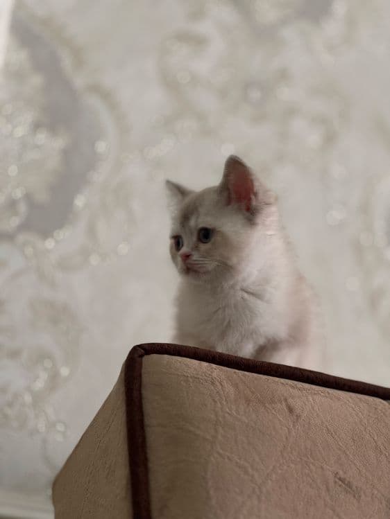 Продается шиншила девочка — 3