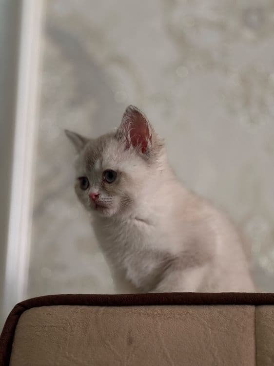 Продается шиншила девочка — 5