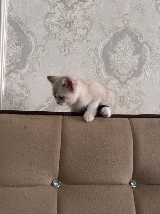 Шиншила девочка срочно продается — 2