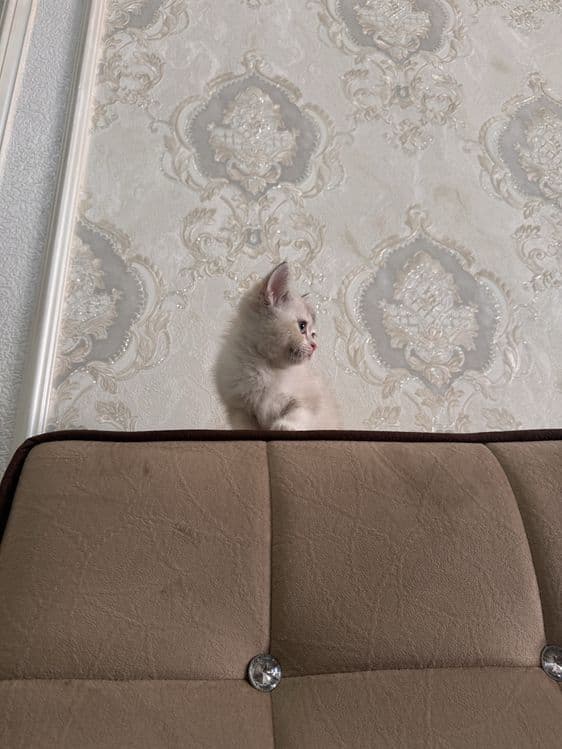 Шиншила девочка срочно продается — 4