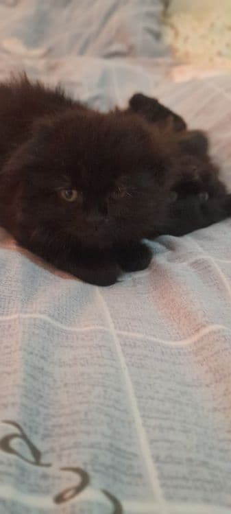 Продаються котята!!! — 3