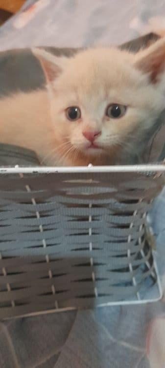 Продаються котята!!! — 4