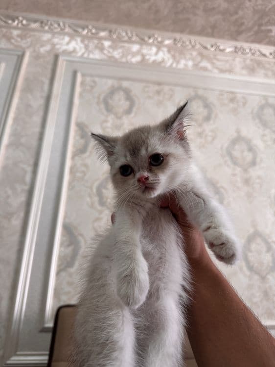 Британская шиншилла blue point. Нежная, спокойная. — 1