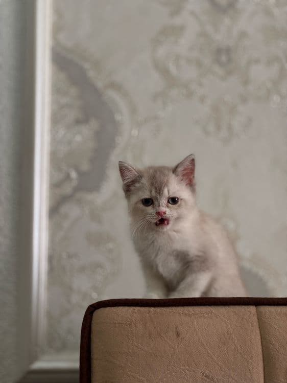 Британская шиншилла blue point. Нежная, спокойная. — 5