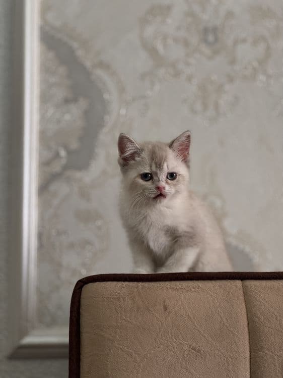 Британская шиншилла blue point. Нежная, спокойная. — 7