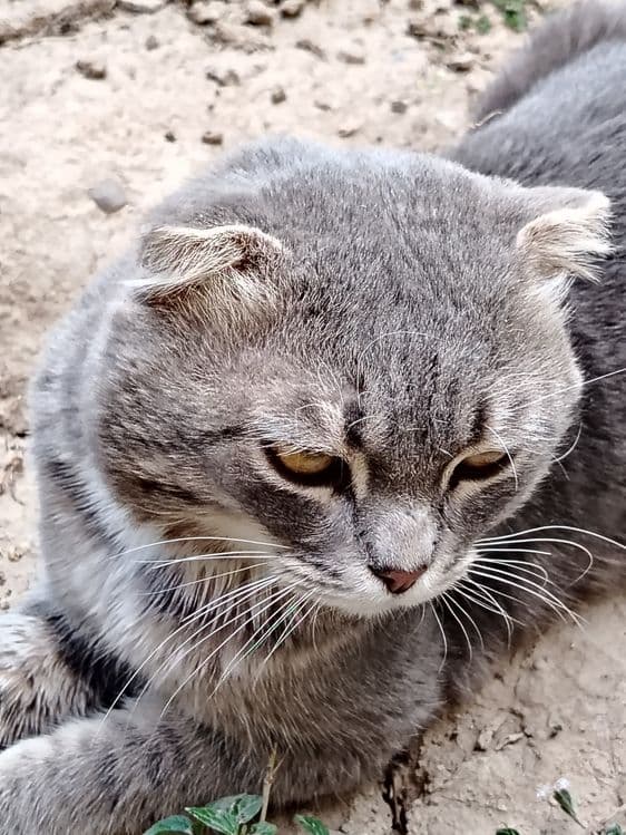 Mushuklar yuvosh — 2