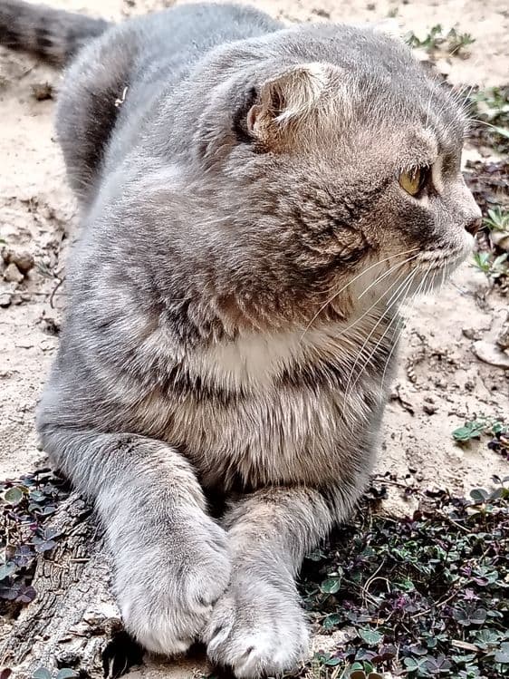 Mushuklar yuvosh — 4