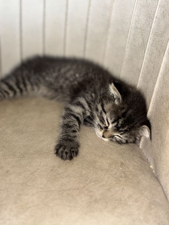 Продается милый котенок — 1