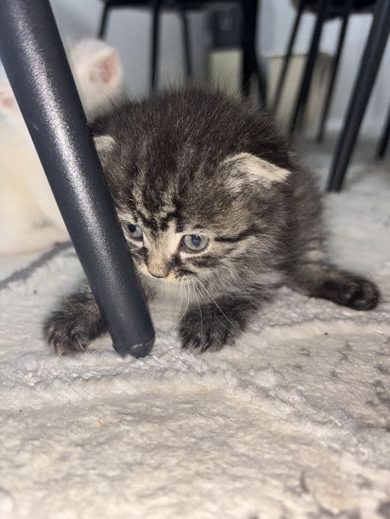 Продается милый котенок — 2
