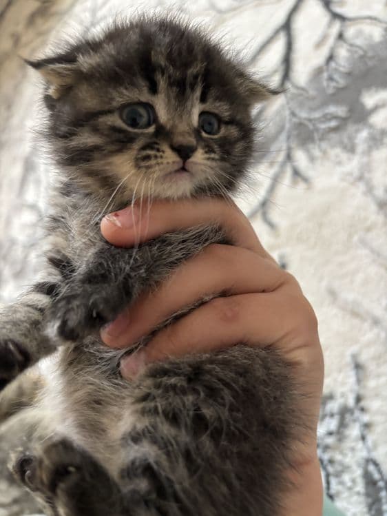 Продается милый котенок — 3