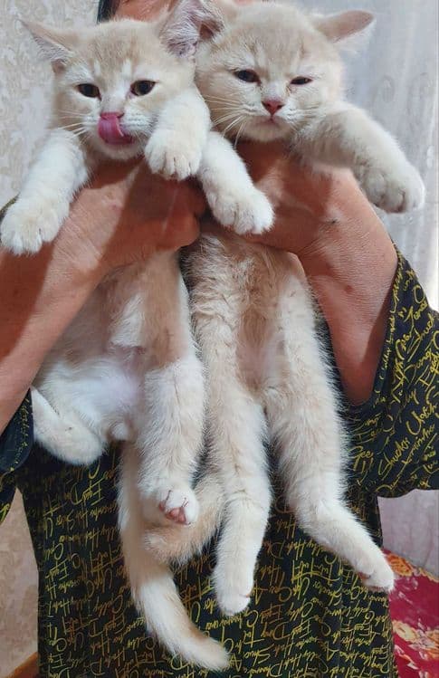 Котята в Ташкенте. — 2