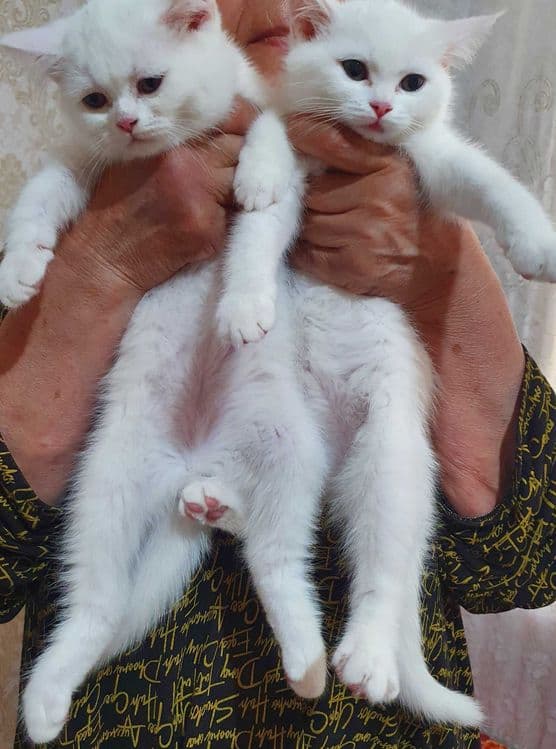 Котята в Ташкенте. — 3