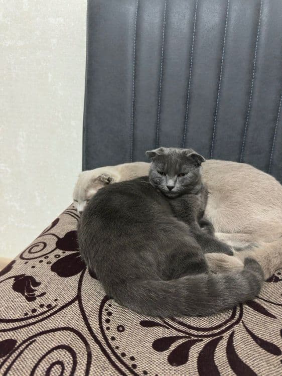 Мушук сотилади 6 ойли фолд — 3