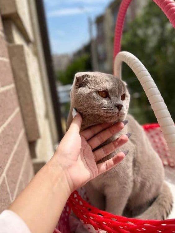 Мушук сотилади 6 ойли фолд — 7