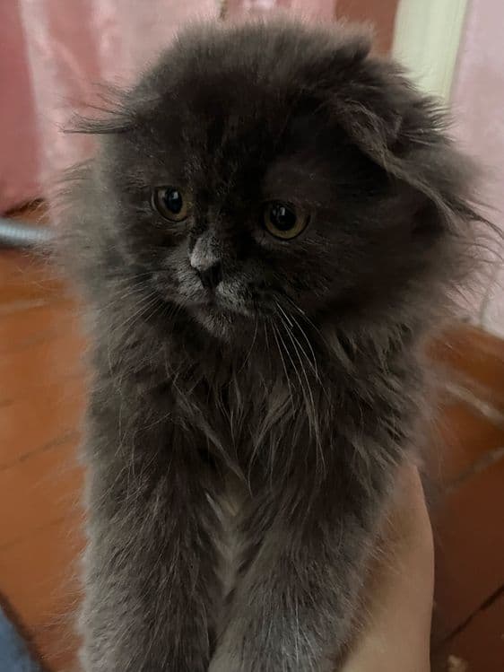 Скотч фолд хайланд — 2
