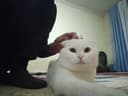 Белый пантера / скоттиш фолд