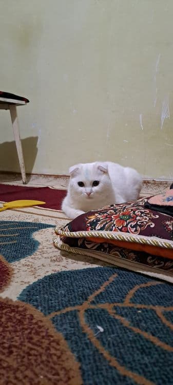 Белый пантера / скоттиш фолд — 2