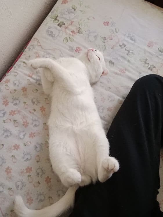 Белый пантера / скоттиш фолд — 3