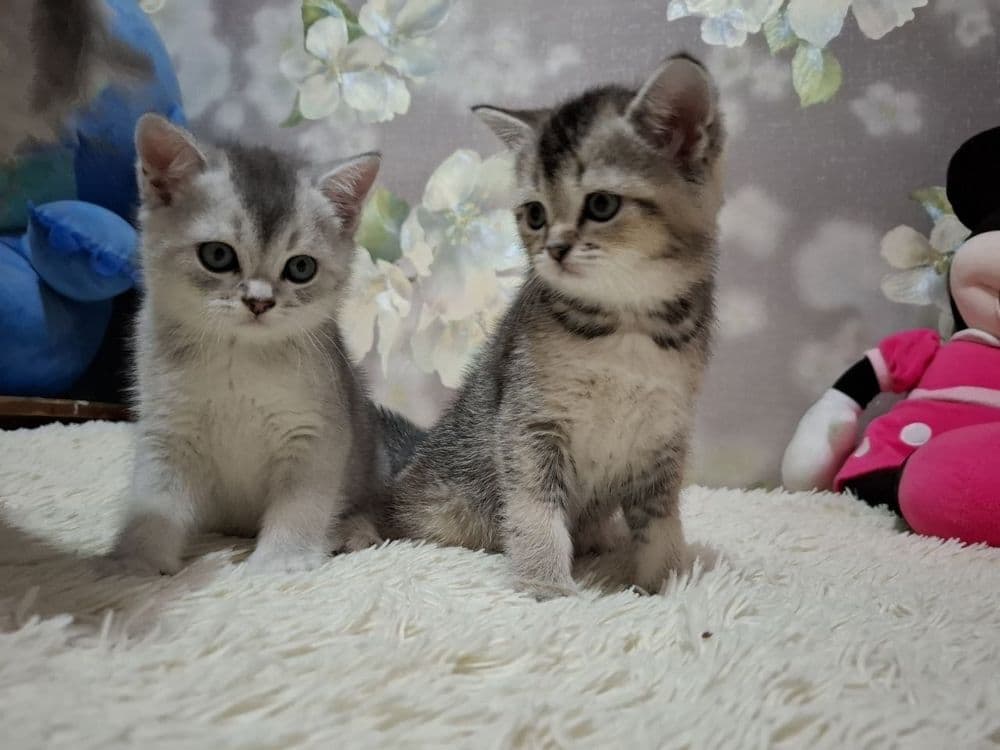 Продаю кошек чистокровные Шиншилы — 2