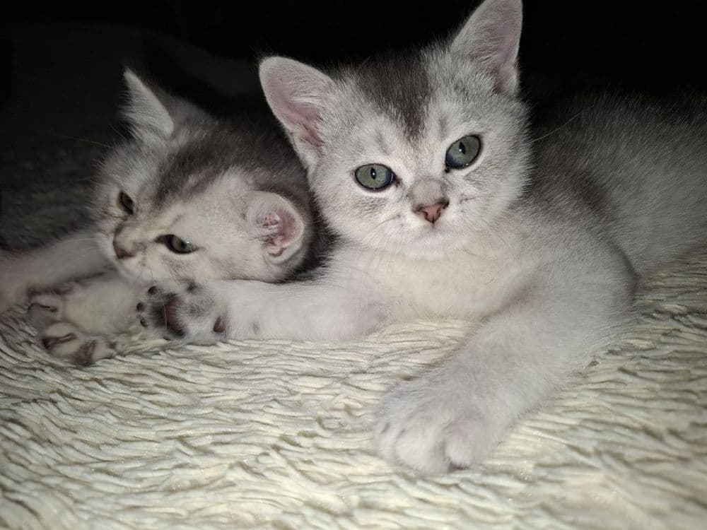 Продаю кошек чистокровные Шиншилы — 3