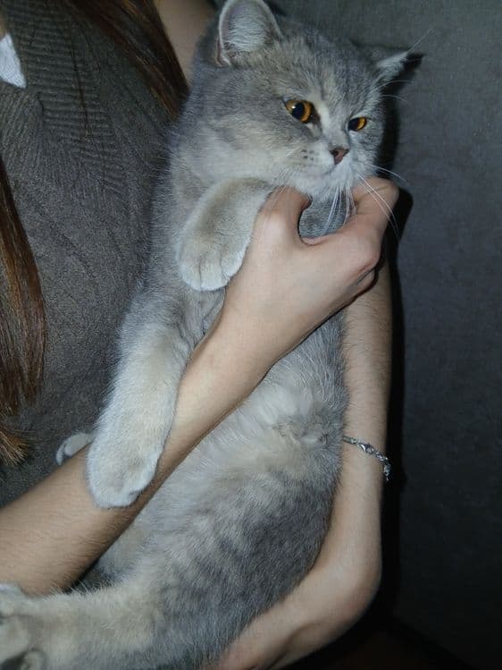 Продаю кошек чистокровные Шиншилы — 5