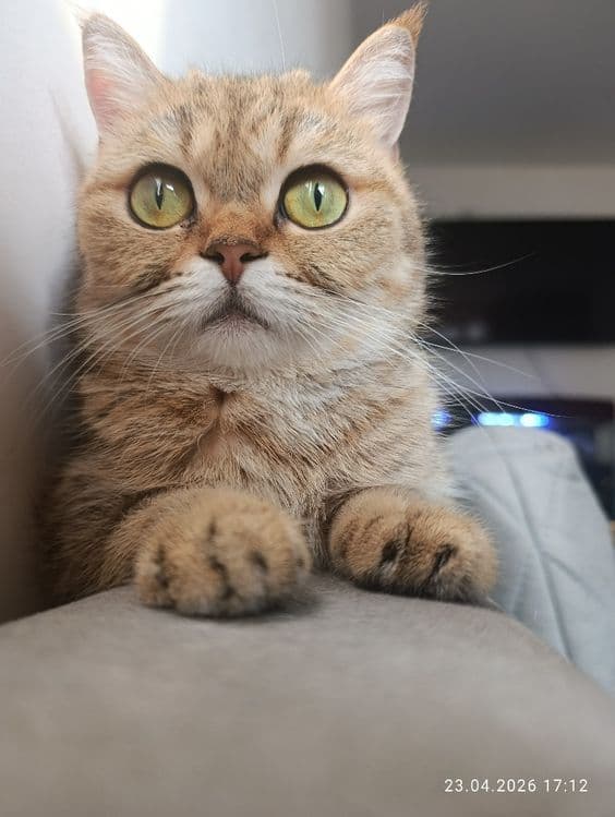 Zotli mushuk sotiladi — 2
