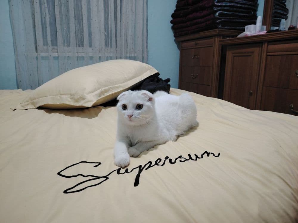 Mushuk scottish fold — 2