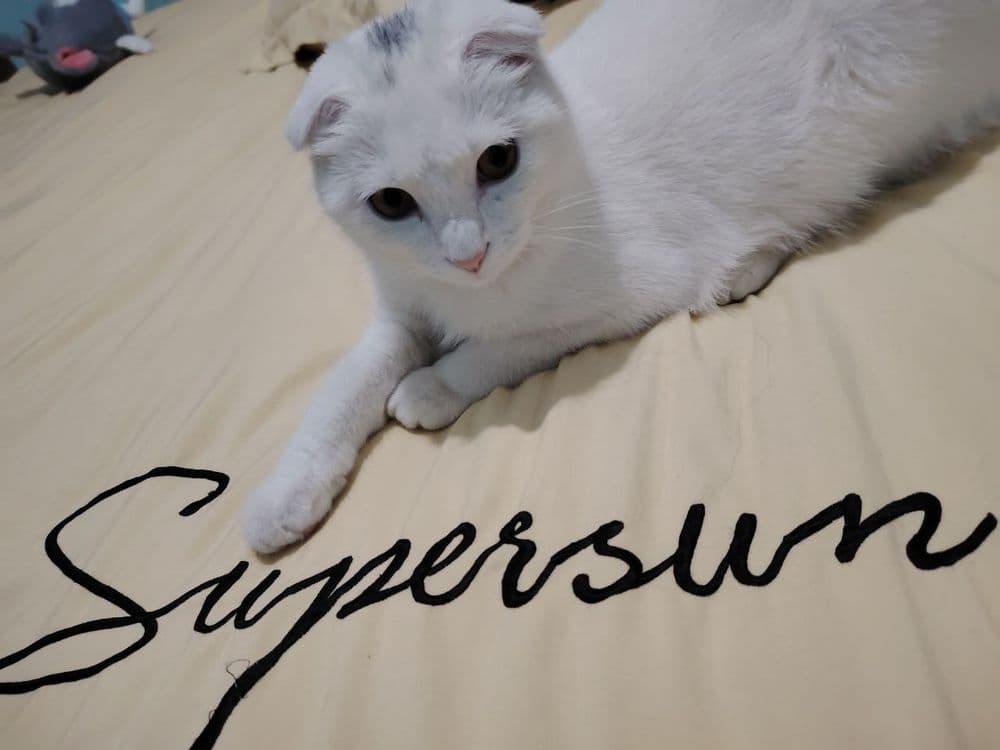 Mushuk scottish fold — 3