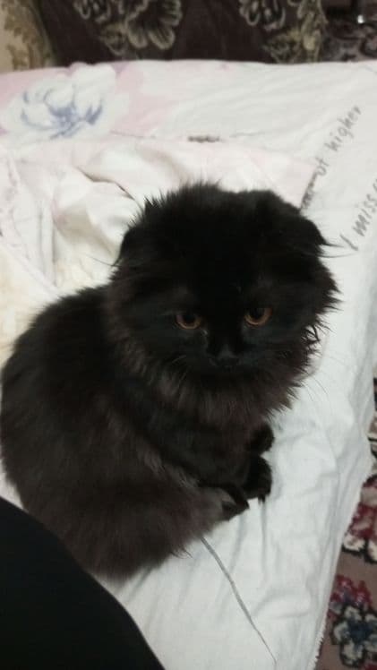 Скотиш фолд хайленд — 2