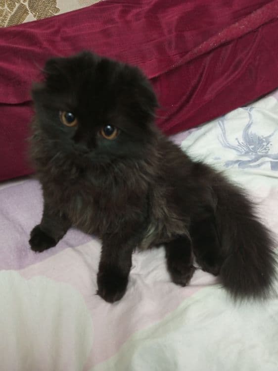 Скотиш фолд хайленд — 3