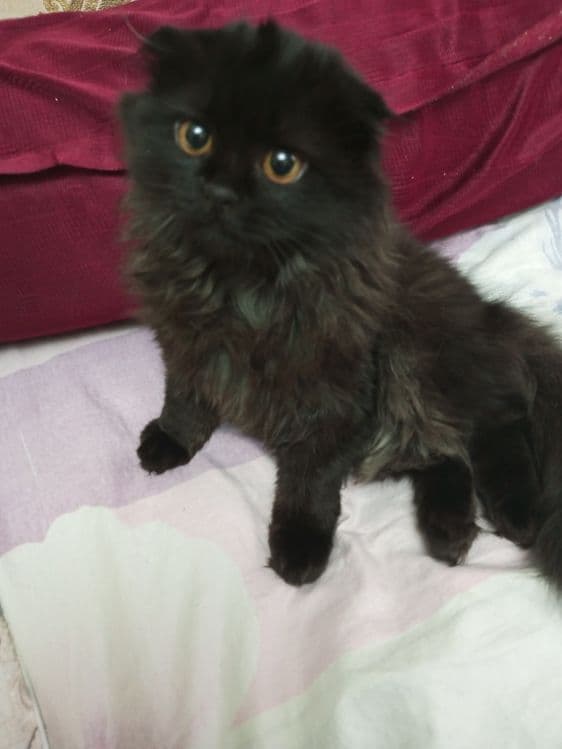 Скотиш фолд хайленд — 5