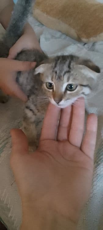Продам котёнка. Смешанная вислоухая.Девочка. — 2
